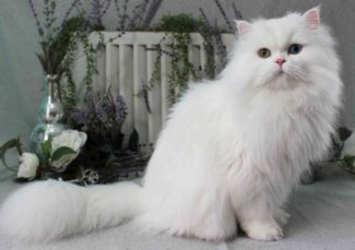 A fluffy white persian cat with bright blue eyes standing elegantly in front of a decorative backdrop that includes lavender flowers and a white vintage cage.