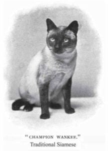 A vintage black-and-white photo of "champion wankee," a traditional siamese cat, sitting upright and looking directly at the camera.